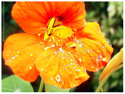 Photo Friday - This week's challenge:  Orange  -  en el jardín de Magali